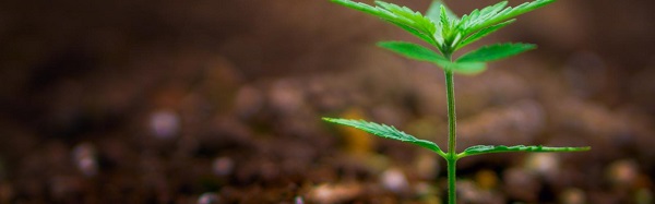 I migliori semi di cannabis autofiorenti