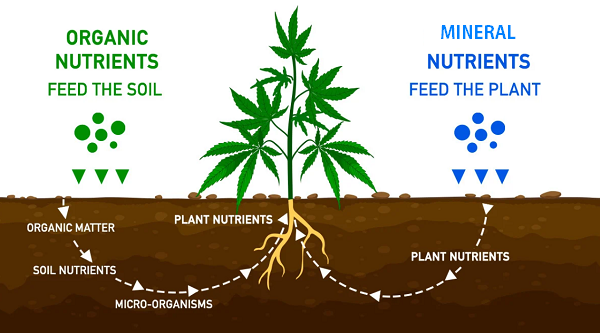 organici vs minerali