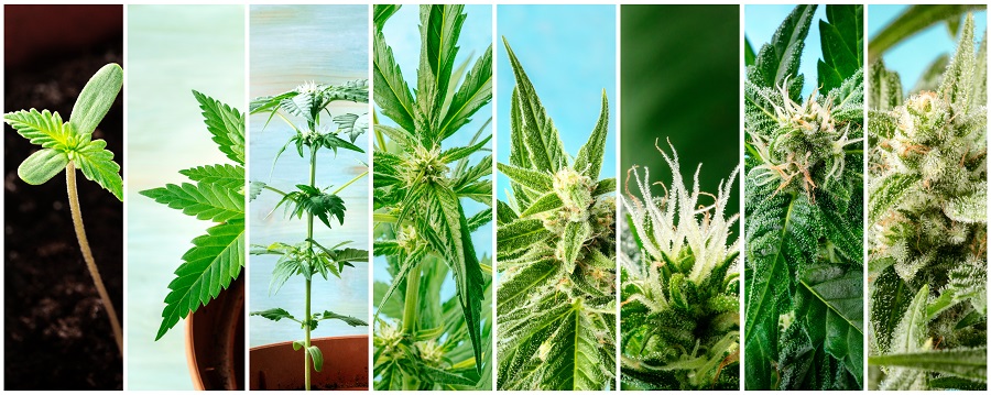 tempi fioritura cannabis